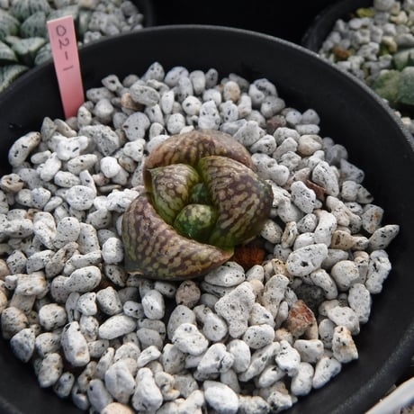 Haworthia picta ’Bitches brew’ 02S-1 Monstrosa