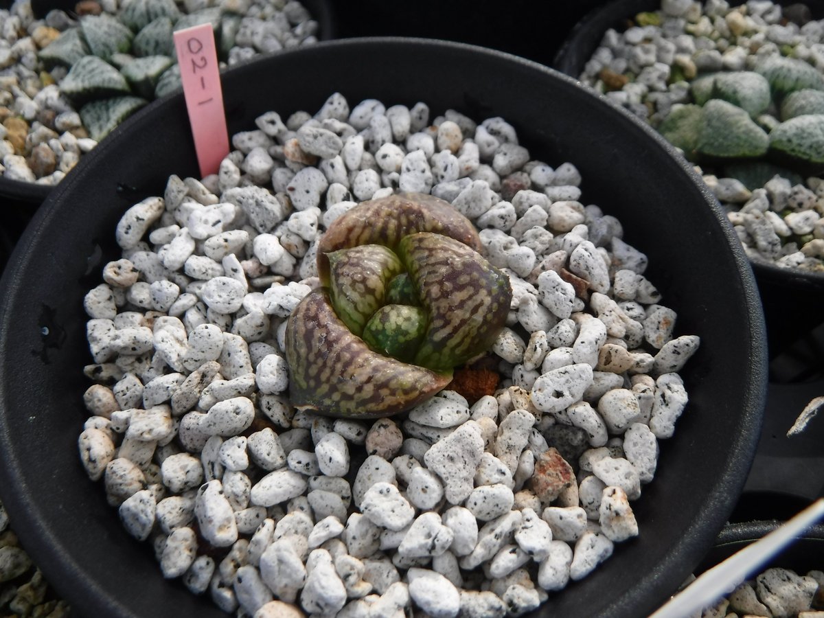 Haworthia picta 'Bitches brew' 02S-1 Monstrosa
