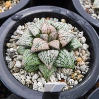Haworthia picta 関西小型モザイクピクタ