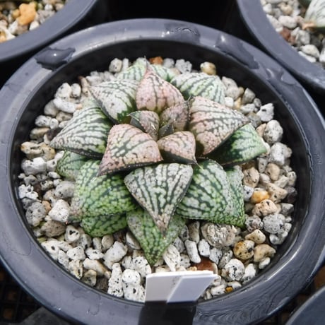 CATEGORY ハオルチア | Green Note