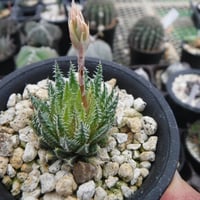 Haworthia herbacea Variegated ‘曙斑’