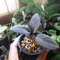 Aglaonema pictum AP Aceh, Sumatera, LA1016-03j