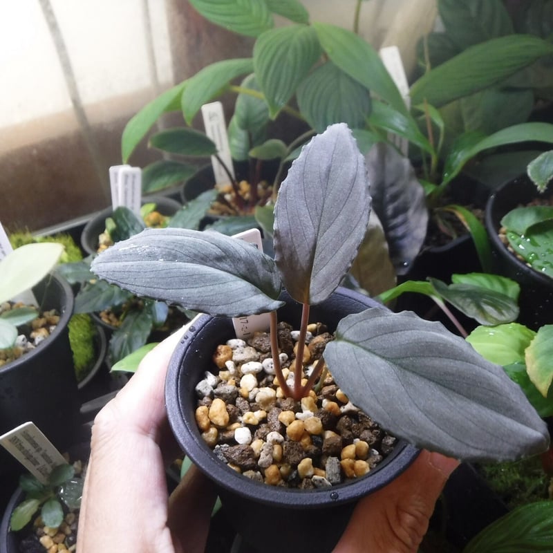 LA便 Homalomena sp.Papua【LA0021-05z】ホマロメナ Homalomena sp. Pulau Lingga, LA0517-z-1 | Green