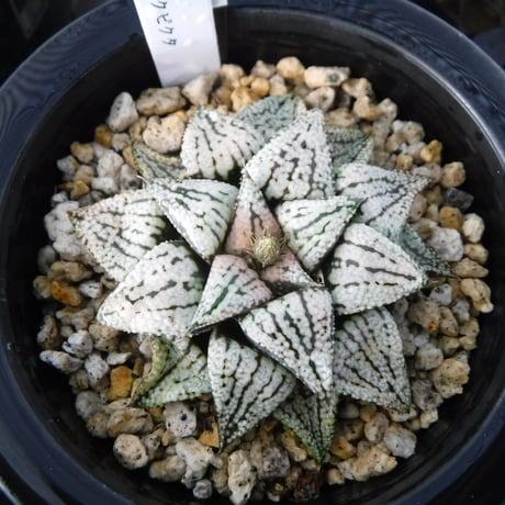 Haworthia picta ‘関西小型モザイクピクタ’ 16S