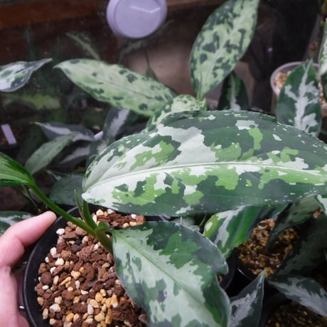 Aglaonema pictum tricolor Aceh, Sumatera, LA1118-05b(Selected clone)