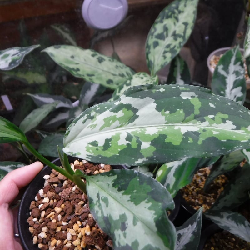 アグラオネマ　LA1016-03j アグラオネマ LA1016-03j アグラオネマ【LA1016-03j】 Aglaonema