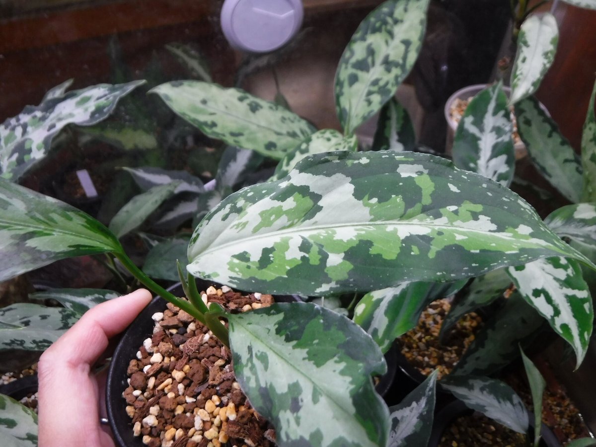 Aglaonema pictum tricolor Aceh, Sumatera, LA111