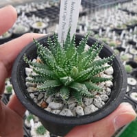 Haworthia herbacea(Selected)