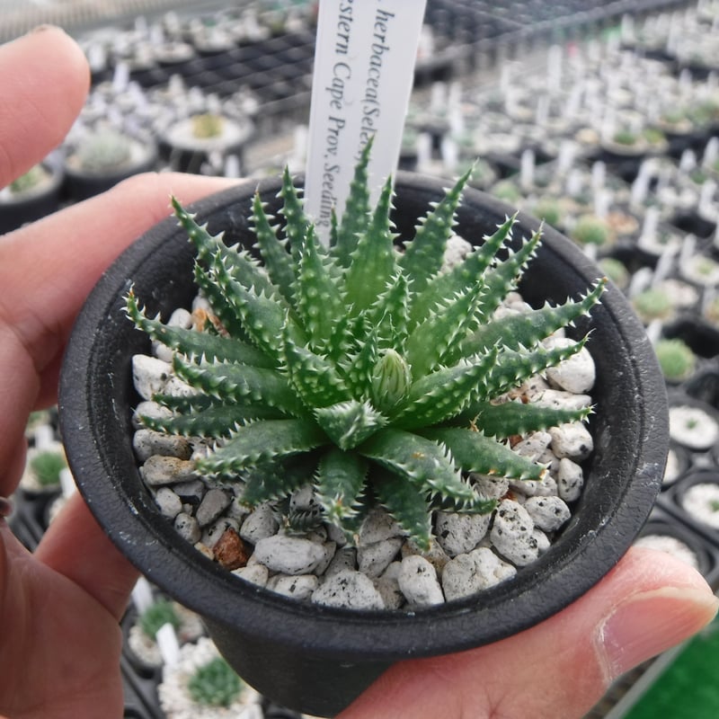 特選実生ペキー 選抜苗 多肉植物 ハオルチア アロエ 【公式通販】