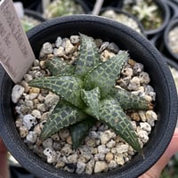 Haworthiopsis tessellated RIB0566(IB6419) Anenous Pass, 16km N of Steinkopf, Namaqualand,