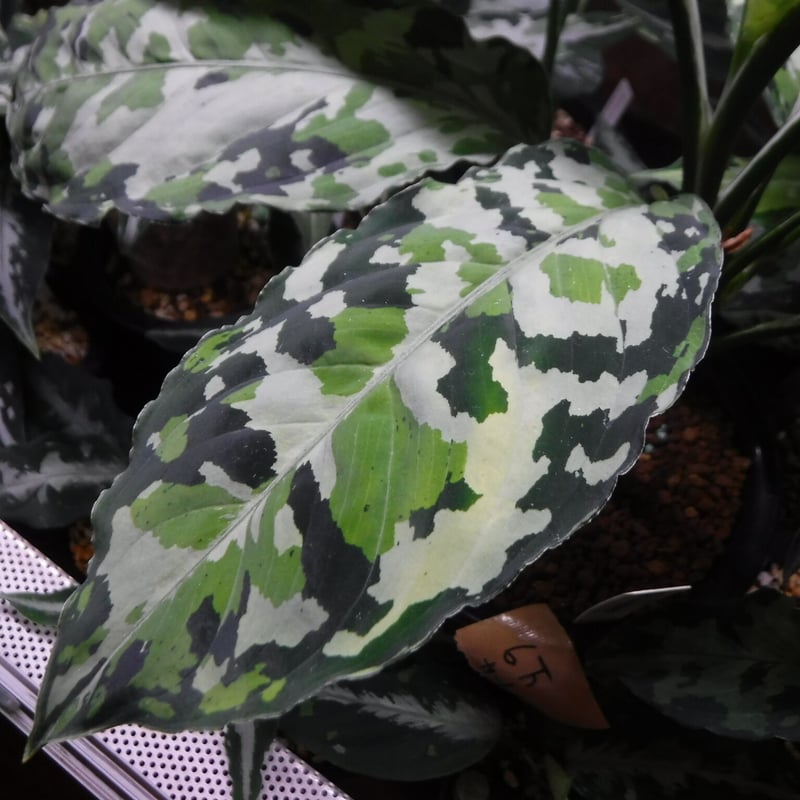 専用　アグラオネマ　A Aglaonema pictum A “しるば〜らいん” Aceh, Sumatera, LA