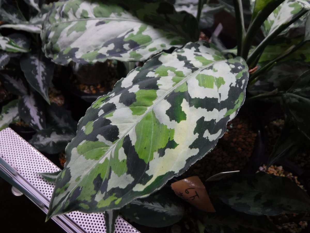 Aglaonema pictum GW1707 'ルビノフ' Padang, Sidempua