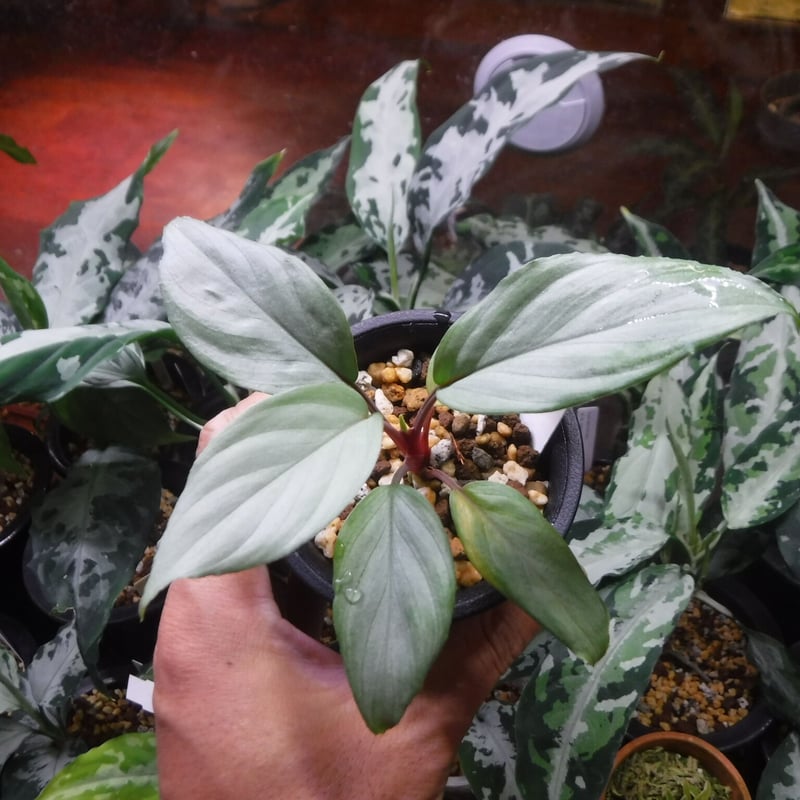 Homalomena sp. 銀E Cameron Highlands, TK250916 |