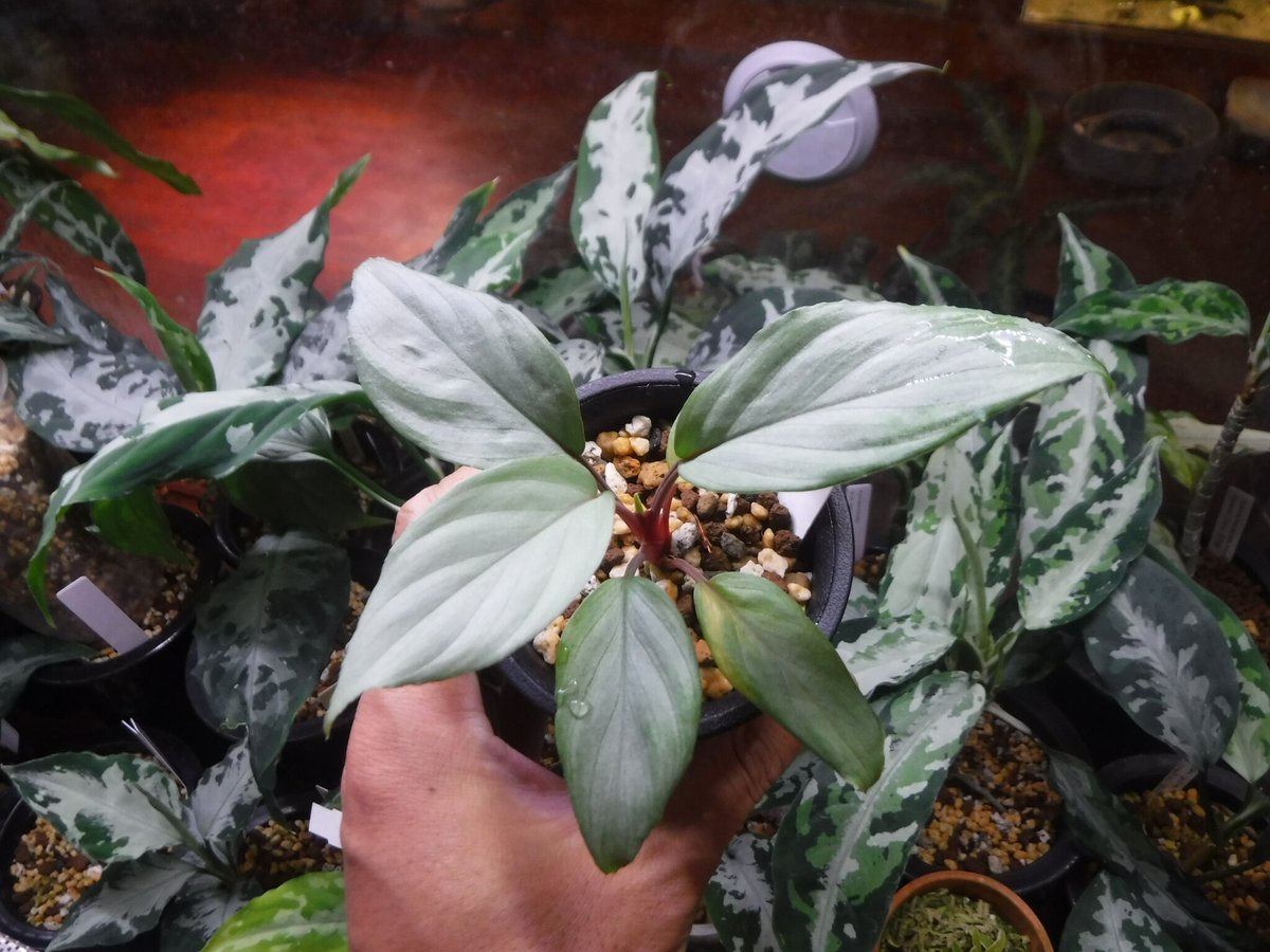 Homalomena sp. 銀E Cameron Highlands, TK250916 |