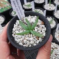 Bulbine fallax JAA2168