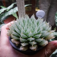 Haworthia stonii n.n. JDV94-060