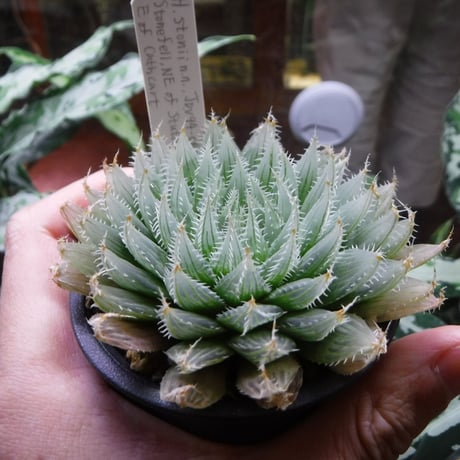 Haworthia stonii n.n. JDV94-060