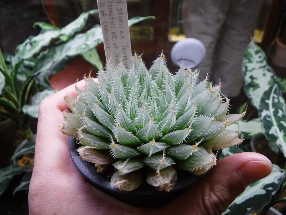 Haworthia stonii n.n. JDV94-060 | Green Note