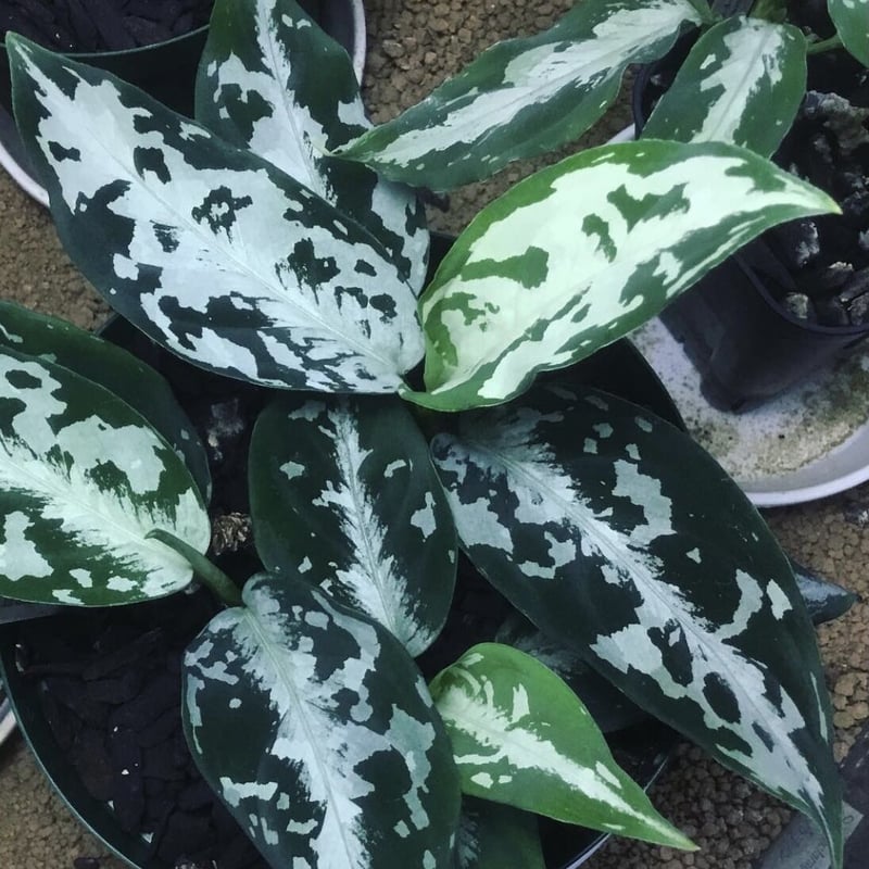 Aglaonema pictum AS+ Aceh, Sumatera, LA0616-05i...