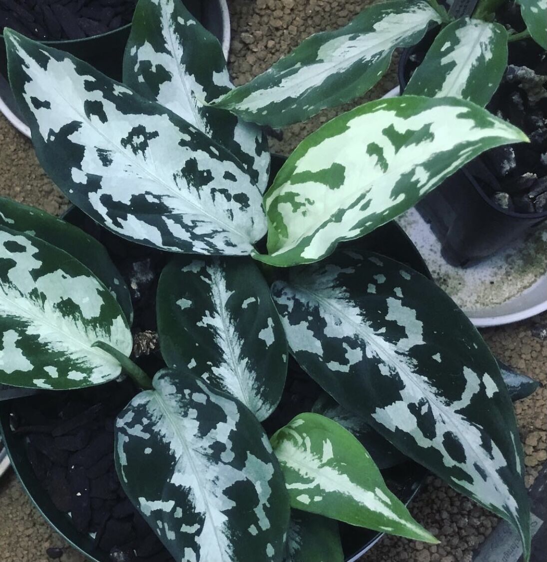極美株】Aglaonema Rotundum Aceh ☆アグラオネマ 極美株】Aglaonema