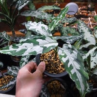 Aglaonema pictum Stiria+1 LA1113-3ss LA便 Aglaonema pictum Argentum “Stiria+1”【LA1113-3ss】アグラオネマ