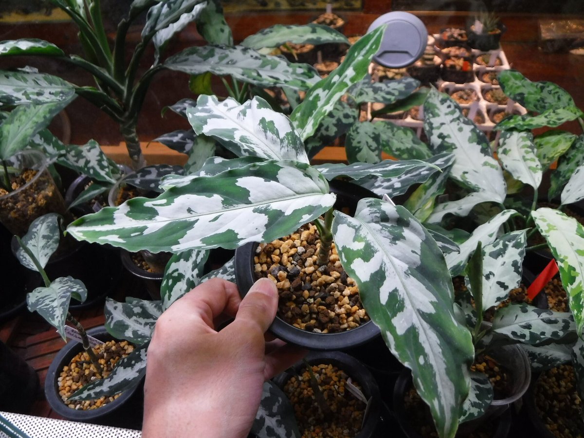 aglaonema pictum argentum