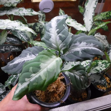 Aglaonema pictum Padang, Sumatera, LA0815-z-p-56