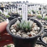 Haworthia harryi ‘MURASAME’