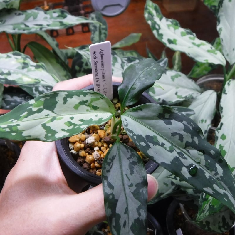 Aglaonema pictum A “しるば〜らいん” Aceh, Sumatera, LA Aglaonema pictum A “しるば〜らいん” Aceh, Sumatera, LA
