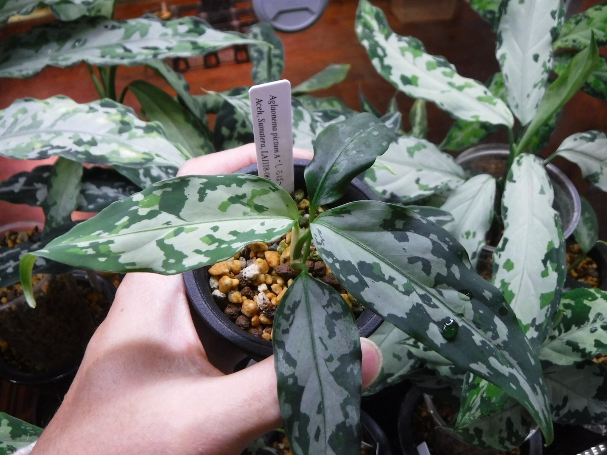 Aglaonema pictum A “しるば〜らいん” Aceh, Sumatera, LA Aglaonema pictum A “しるば〜らいん” Aceh, Sumatera, LA