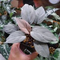 Aglaonema pictum A “朧錦” Aceh, Sumatera, LA0616-