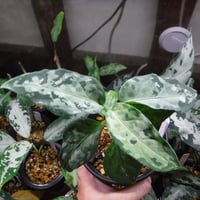 Aglaonema pictum AP Aceh, Sumatera, LA1016-03j