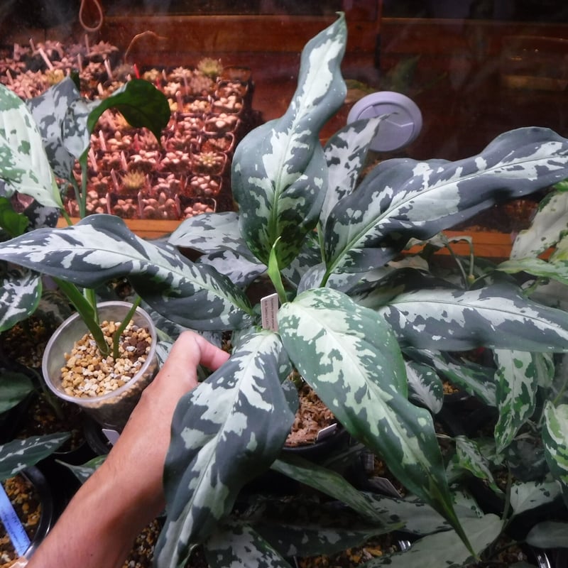 専用　アグラオネマ　B Aglaonema pictum argentum “しるば〜らいん” Aceh, Sumat