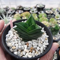 Haworthiopsis viscosa ‘超大型ビスコーサ’ (Y Selected)