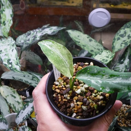 【タグ付き】Aglaonema アグラオネマ ビッタータム HW0824-06 タグ付き】Aglaonema アグラオネマ ビッタータム HW0824-06