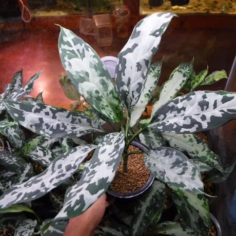 アグラオネマ 白鯨おまけつき