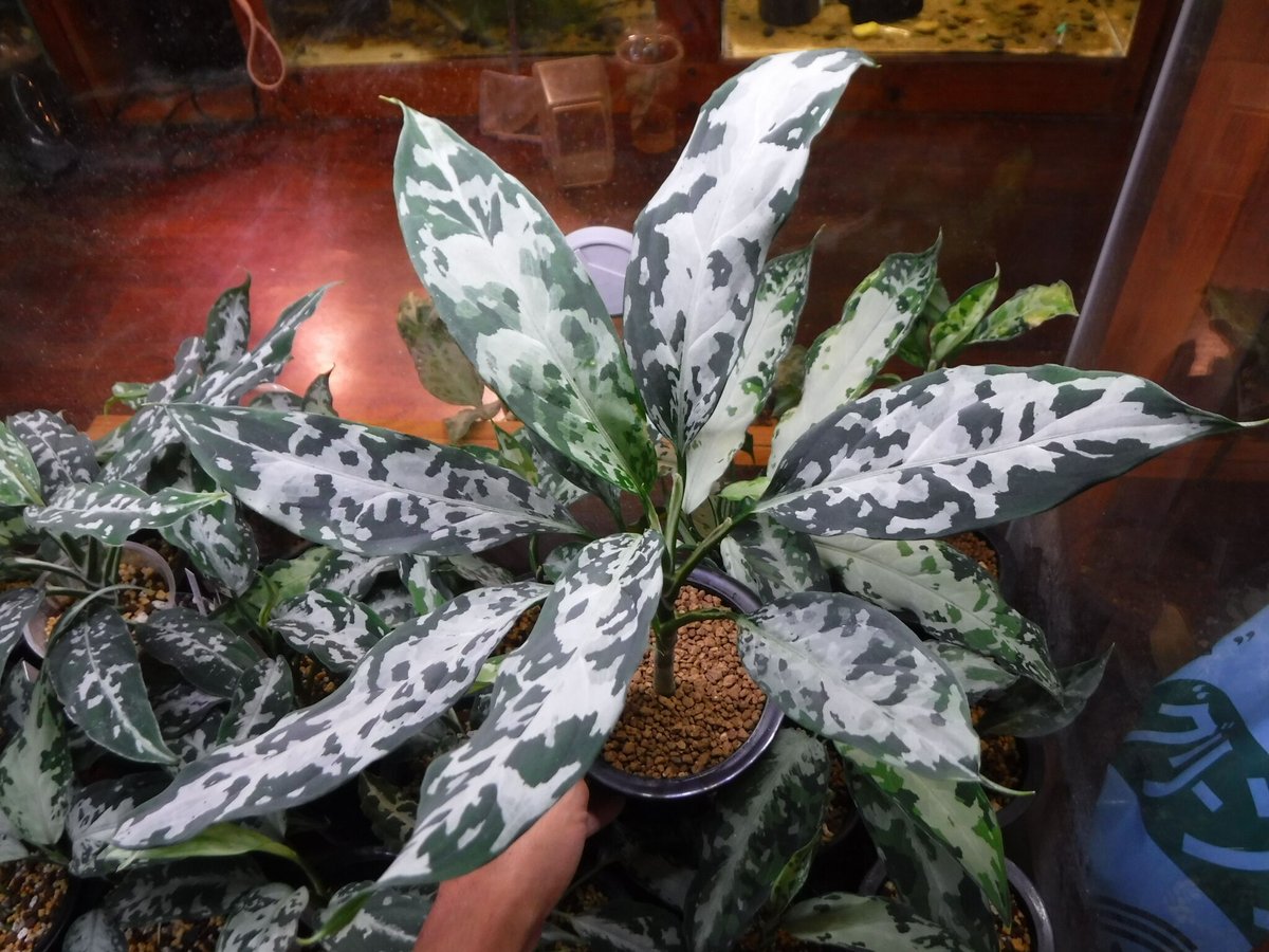 【お気にいる】 Aglaonema LA0216- Sumatera, Aceh, “白鯨” A pictum その他観葉植物