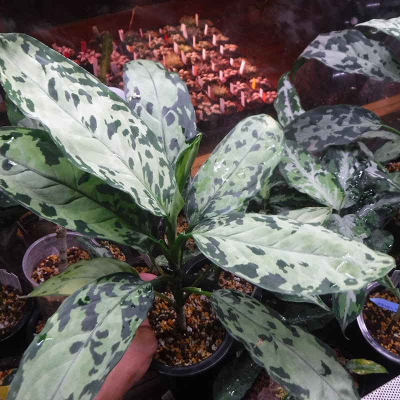 Aglaonema pictum tricolor 'Siberut 1st' km Pul...