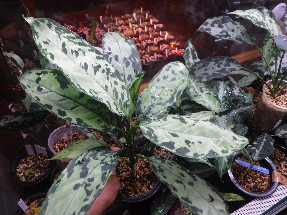 Aglaonema pictum tricolor 'Siberut 1st' km Pul Aglaonema pictum tricolor 'Siberut 1st' km Pul