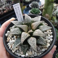 Haworthia transiens PA273/92 | Green Note