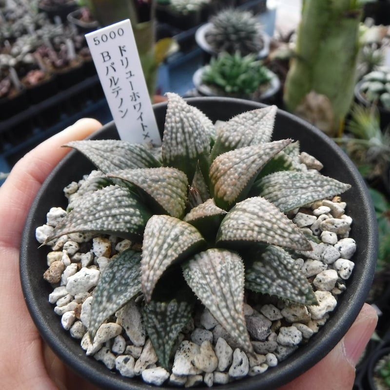 Haworthia Revisited ハオルチア 洋書 Haworthia Revisited ハオルチア 洋書