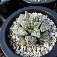 Haworthia picta’関西小型モザイクピクタ’ 14S
