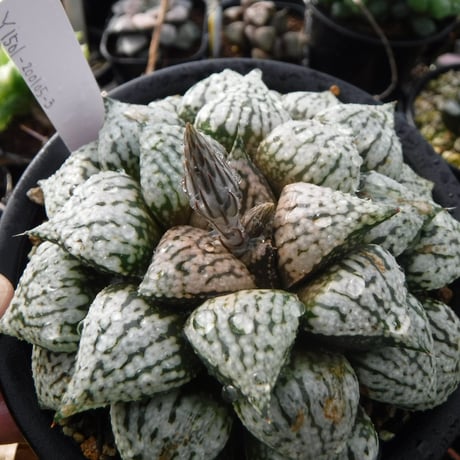 Haworthia picta 関西小型モザイクピクタ