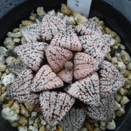 Haworthia picta ’関西小型モザイクピクタ’ 17S