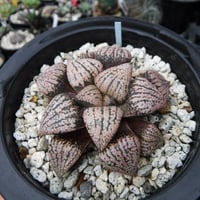 Haworthia picta ‘関西小型モザイクピクタ’ 15S(Selected)