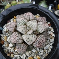 Haworthia picta ’関西小型モザイクピクタ’ 15S(Selected)