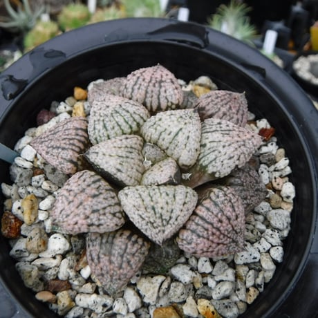 ハオルチア プペスケンス 3点セット ハオルチア プペスケンス 3点セット 楽天市場】多肉植物