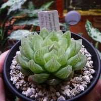 Haworthia transiens PA273/92