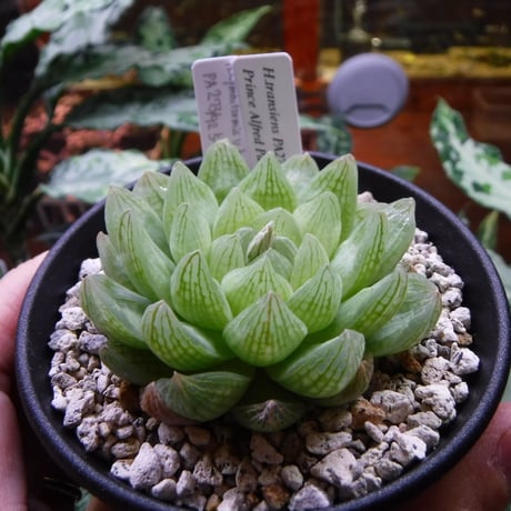 CATEGORY 原種 | Green Note