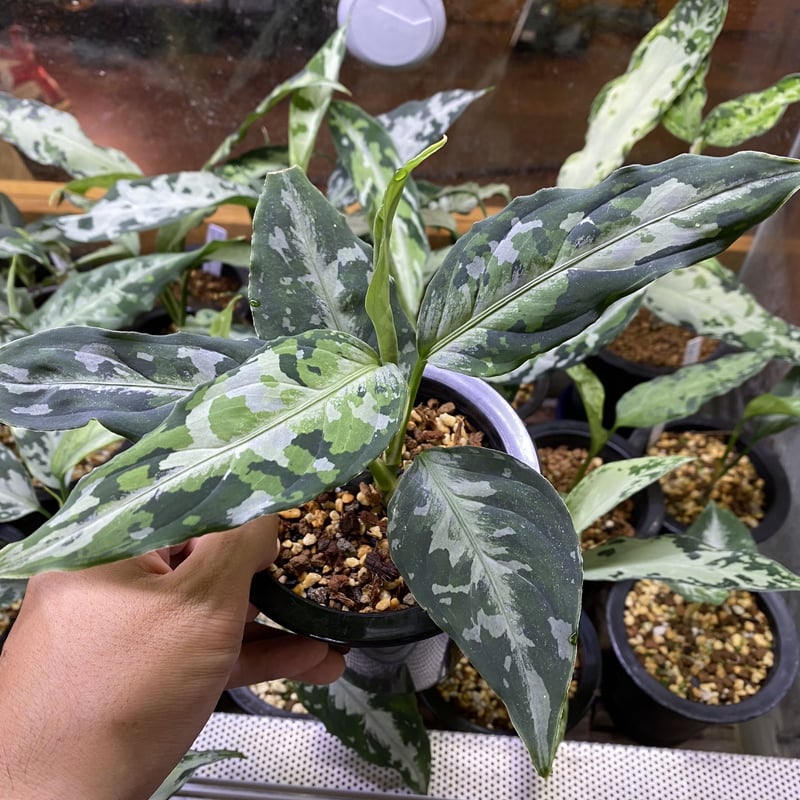 Aglaonema pictum tricolor Aceh, Sumatera, LA081